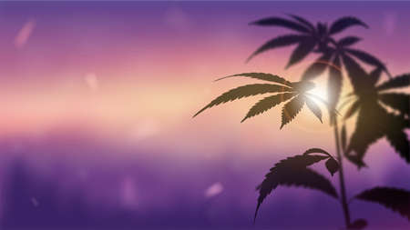 Blurred panorama of landscape at sunset with Marijuana on foreground. Silhouette of Cannabis against sunset.のイラスト素材