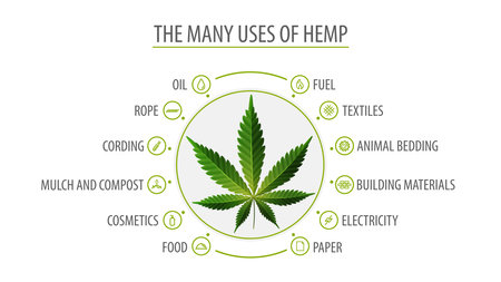 Many uses of hemp, white poster with infographic of uses of hemp and greenbush of hemp plant, top viewのイラスト素材