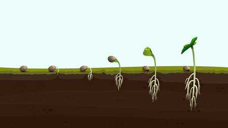 Stages of cannabis seed germination from seed to sprout, realistic illustration. Process of planting marijuanaのイラスト素材