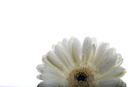 Studio photography of a gerbera flowerの写真素材