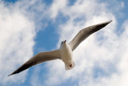 Seagull in the cloudy skyの写真素材