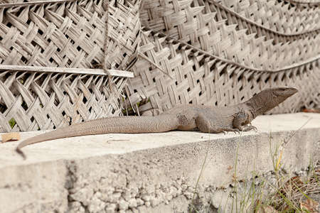 Jaguanna on the stone under the sunの写真素材