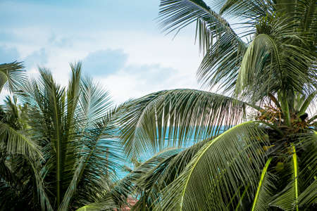 Beautiful palms by the shore of the islandの写真素材