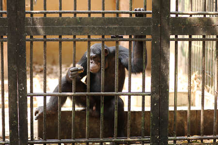 Monkey in the zoo after the cageの写真素材