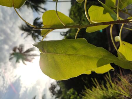 Nature beauty