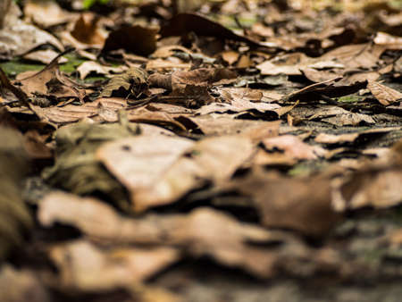 Dead leavesの写真素材