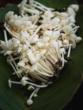 mushroomの写真素材