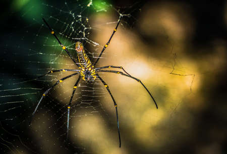 Small animalの写真素材