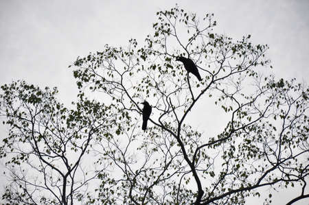 Two birds on a treeの写真素材