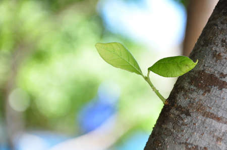 Growing branch on the beachの写真素材