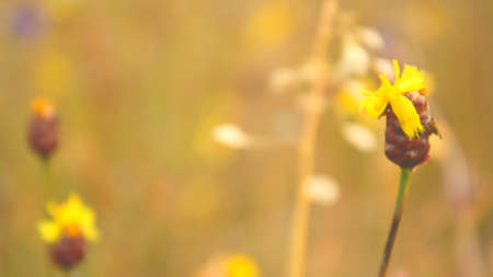 wild flower in the forestの写真素材