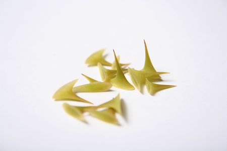 a lot of green rose spins の写真素材