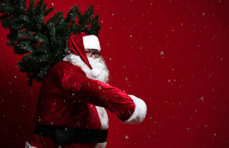 Funny fat Santa Claus carrying a heavy Christmas tree on his shoulder on a red background. New Year...