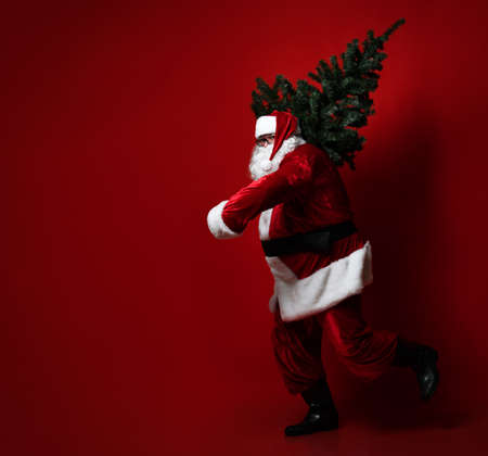 pot-bellied fat Santa Claus hurries and runs, carrying a heavy Christmas tree on his shoulder on a...