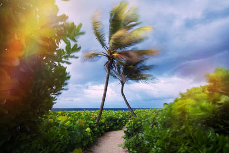 Two fantastic palms at the beach  Location  Florida, United Statesの写真素材