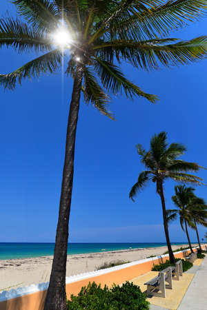 palm trees at a tropical beach in the Palm Beach