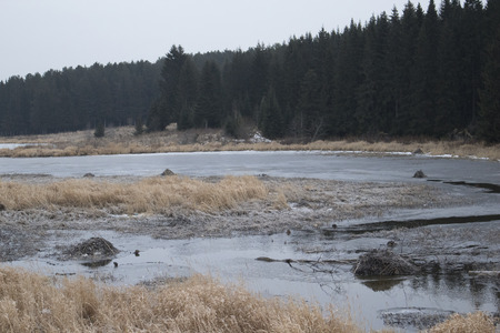 Muskrat Winter Houses on a river at autumn time.の写真素材