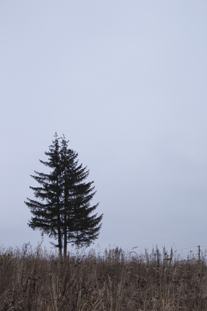 Photo of two spruce on a autumn field. Autumn effect is great making of a big grey sky.の写真素材