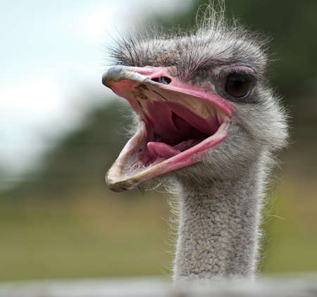 portrait african ostrich, Struthio camelusの写真素材