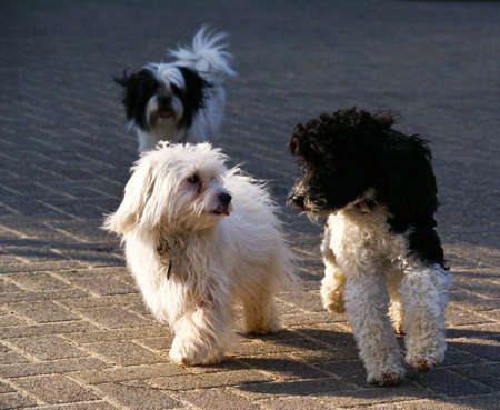 puppy-dogs to playの写真素材