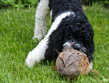 poodle pupの写真素材