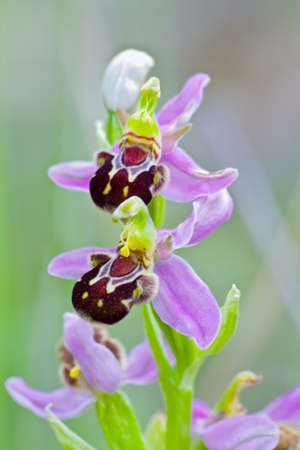 orchidaceous, Ophrys apiferaの写真素材