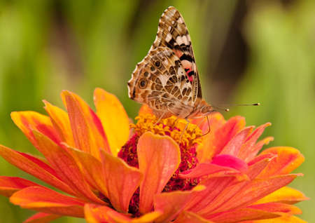 painted  lady , Vanessa cardui の写真素材