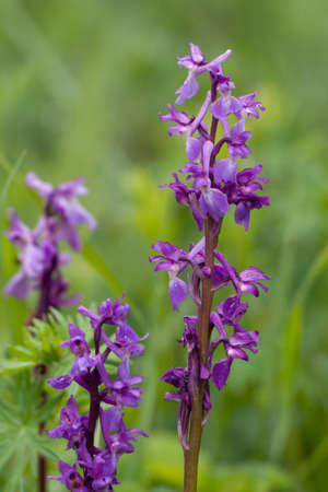 Hollow corydalis, Corydali's cavums {cavities} の写真素材