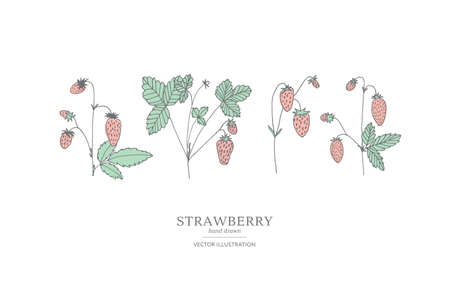 Hand drawn strawberry branches isolated on a white background. Collection of botany vector illustrations. EPS 10のイラスト素材