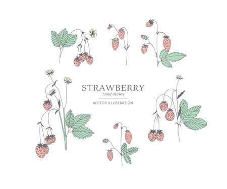 Hand drawn strawberry branches isolated on a white background. Collection of botany vector illustrations. EPS 10のイラスト素材