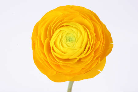 Yellow ranunculus flower isolated on white background