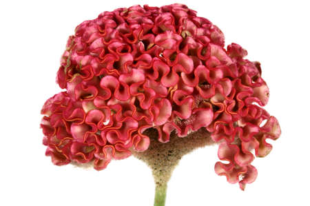 Red cockscomb flower isolated on white background. (Celosia argentea)