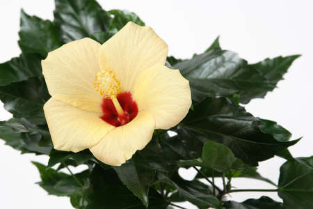 Yellow Hibiscus flower on white background.の写真素材