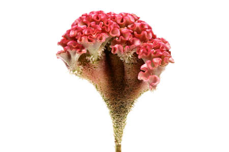 Pink cockscomb flower isolated on white background. (Celosia argentea)