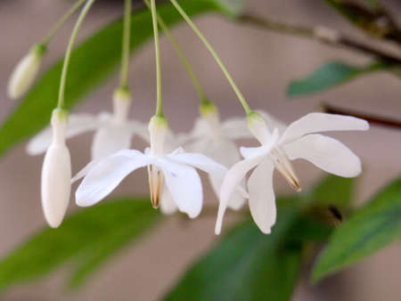 white flowerの写真素材