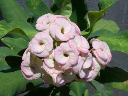 Pink flowerの写真素材