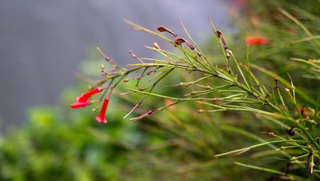 Flower redの写真素材