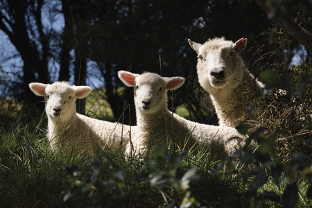 sheep in the grass