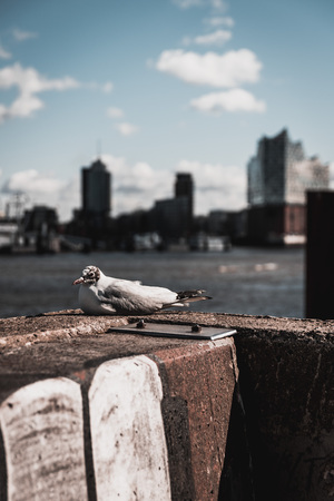 gull at Harbor in Hamburgの写真素材