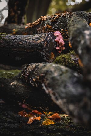 Mushrooms at autumn in the forestの写真素材