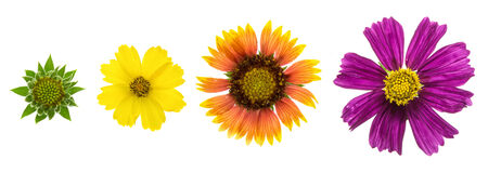 flowersの写真素材