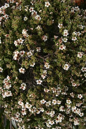 White flower with green trees  in kinabalu forest in treakking trail to the top of mount kota kinaaluの写真素材