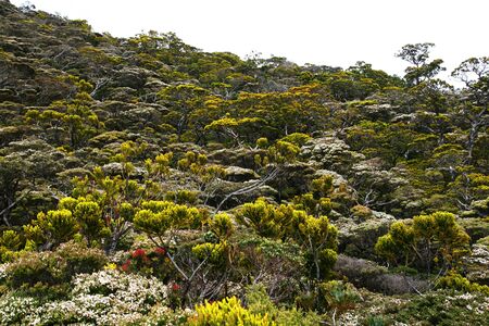 Green forest slope in hiking trail to Mount kota kinabaluの写真素材