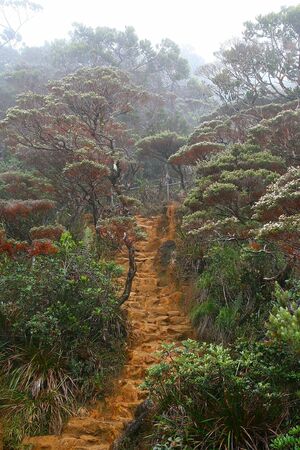 Kinabalu forest pathの写真素材