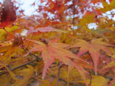 Autumn leaves in japan close upの写真素材
