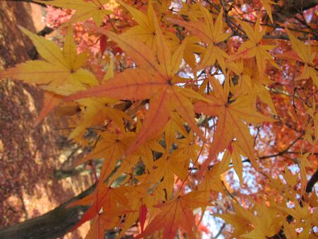 Close up autumn maple leavesの写真素材