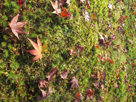 Dry maple leaves on the green lawnの写真素材