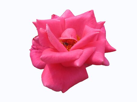            Close up of bright pink rose with insect inside on white isolated background                    の写真素材