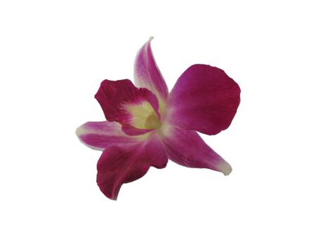 Single purple-pink orchid flower close up on white isolated backgroundの写真素材