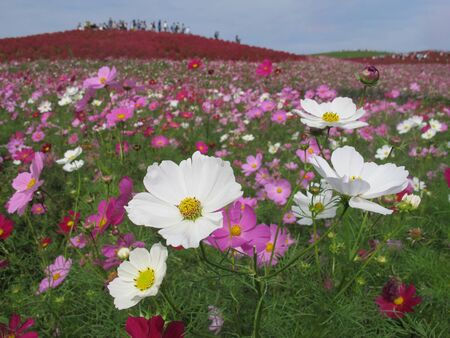                     Close up white cosmos in cosmos flower field with red kochia behindの写真素材